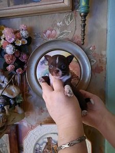 Võluv chihuahua kutsikas (miniatuur) (2 foto / 5)