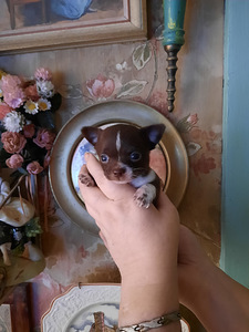 Võluv chihuahua kutsikas (miniatuur) (3 foto / 5)