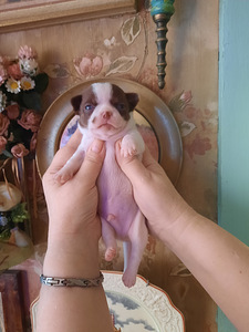 Chihuahua kutsikad (8 foto / 10)