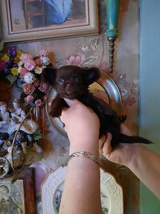 Chihuahua kutsikad (9 foto / 10)