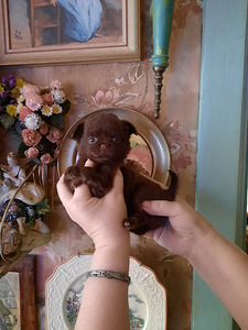 Chihuahua kutsikad (5 foto / 10)