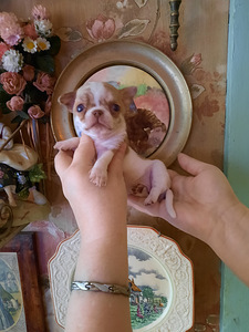 Ilusad chihuahua kutsikad (1 foto / 10)