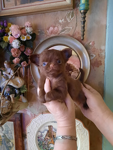 Ilusad chihuahua kutsikad (4 foto / 10)