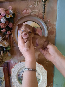 Ilusad chihuahua kutsikad (5 foto / 10)