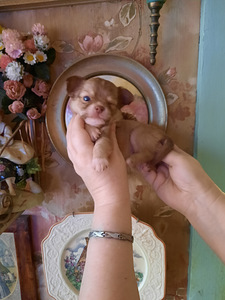 Ilusad chihuahua kutsikad (9 foto / 10)