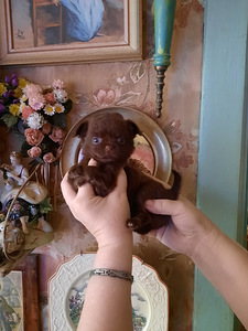 Ilusad chihuahua kutsikad (10 foto / 10)