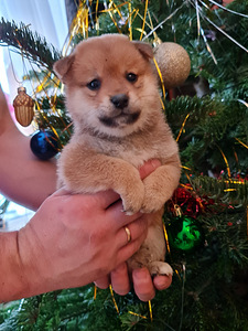 Shiba inu (2 foto no 6)