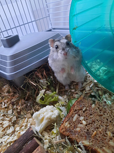 Hamster (+puur+toit) (3 foto / 3)