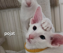 Itämainen kissapennut