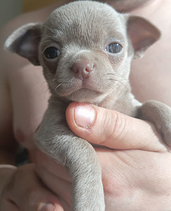 Lilla värvi chihuahua poiss (3 foto / 3)