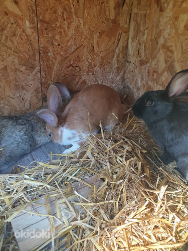 Кролики (фото #2)