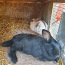 Кролики (фото #4)