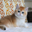 Британский короткошерстный котенок (фото #3)