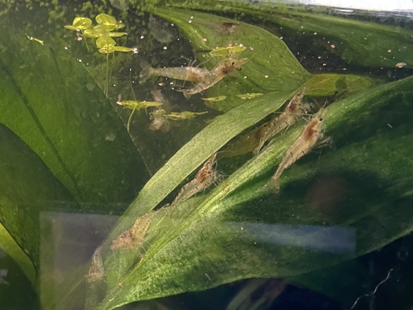 Аквариумные водоросли и креветки