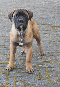 Bullmastiff (1 nuotrauka iš 2)