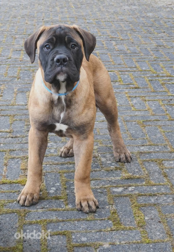 Bullmastiff