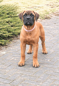 Bullmastiff (2 nuotrauka iš 2)