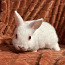 Горностаевый карликовый кролик (фото #2)