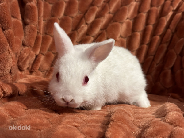 Горностаевый карликовый кролик (фото #2)