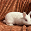 Горностаевый карликовый кролик (фото #3)