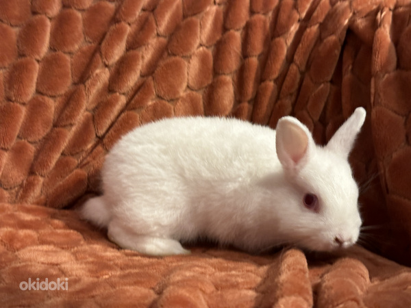 Горностаевый карликовый кролик (фото #3)
