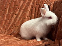 Горностаевый карликовый кролик