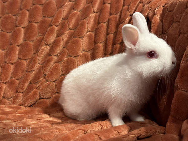 Горностаевый карликовый кролик (фото #1)
