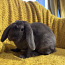 Породистый карликовый баран кролик (фото #2)