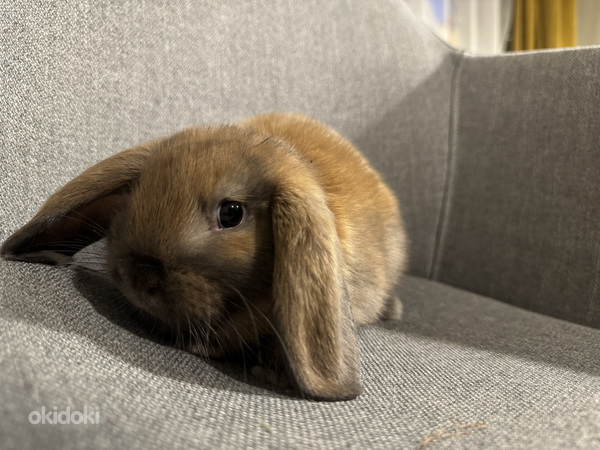 Породистый карликовый баран кролик (фото #6)