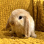Продам породистого привитого карликового барана кролика (фото #1)