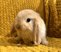 Продам породистого привитого карликового барана кролика