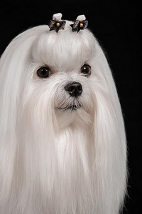 Maltankoira Malta Bichon Maltese (2 valokuva sivusta 3)