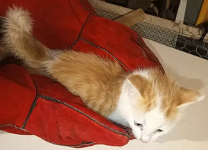 Котёнок (2 фото из 7)