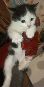 Котёнок (5 фото из 7)