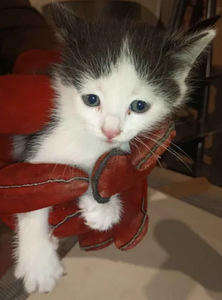Котёнок (3 фото из 7)