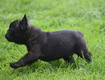 Prantsuse buldog