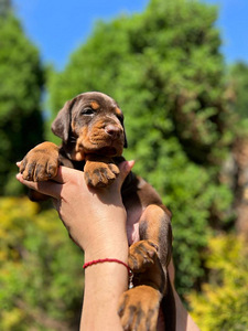 Dobermani kutsikad (5 foto / 10)