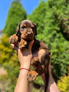 Dobermani kutsikad (3 foto / 10)