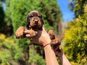 Dobermani kutsikad (6 foto / 10)