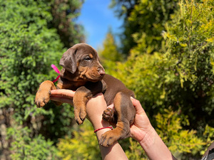 Dobermani kutsikad (9 foto / 10)