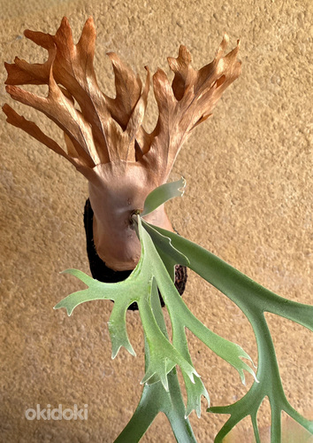 Platycerium Willicnkii