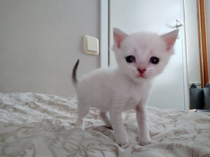 Котята шотландской породы (5 фото из 10)