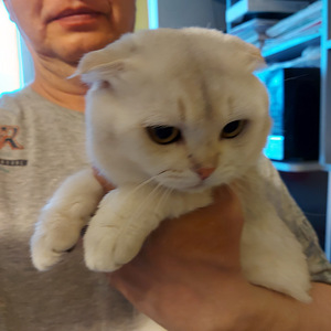 Шотландские котята (10 фото из 10)