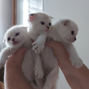 Шотландские котята (6 фото из 10)
