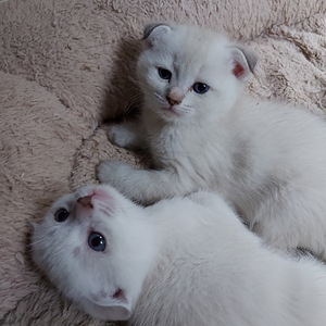 Шотландские котята (5 фото из 10)