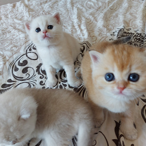 Шотландские котята (4 фото из 10)