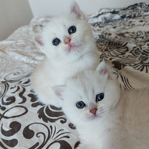 Шотландские котята (9 фото из 10)