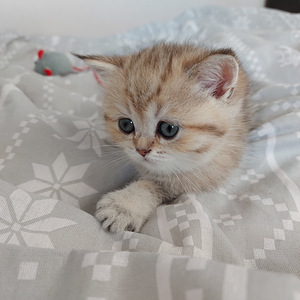 Шотландский котенок (4 фото из 10)