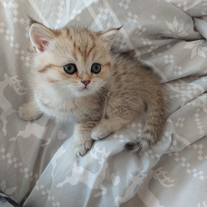 Шотландский котенок (5 фото из 10)