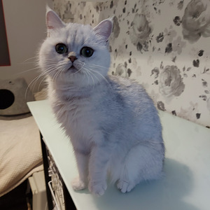 Шотландский котенок (9 фото из 10)